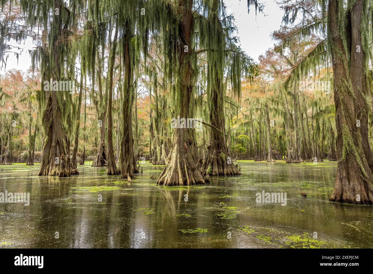 Zypressen im Wasser des Caddo Lake State Park, Texas Stockfoto