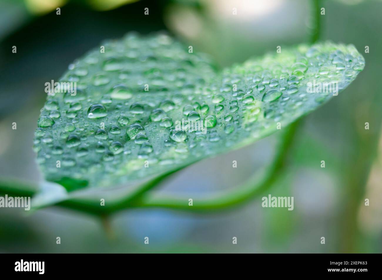 Nahaufnahme von Wassertropfen auf dem Blatt nach regnerischem Tag. Stockfoto