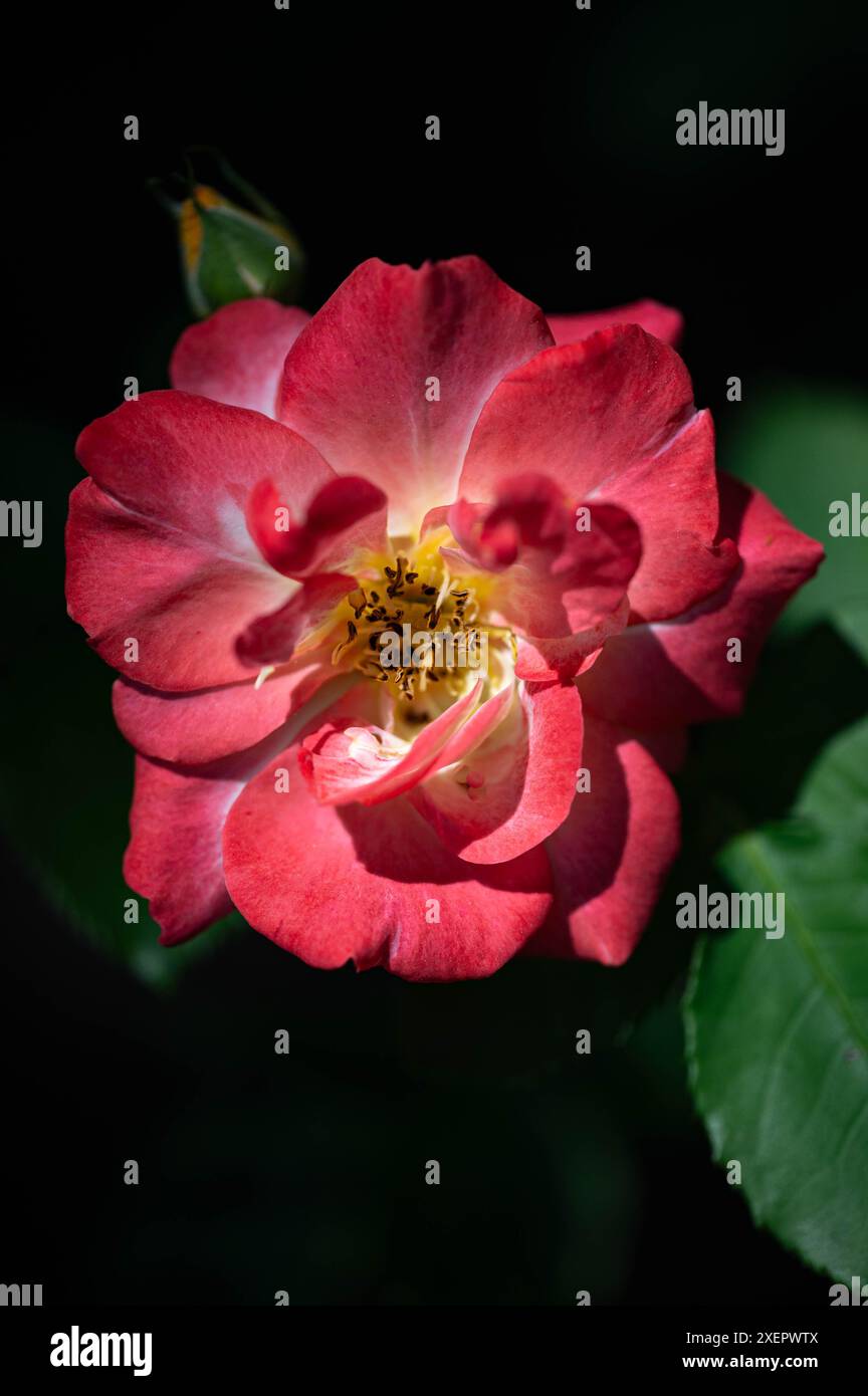 Rote Miniatur-rote Rose im Sonnenlicht Stockfoto