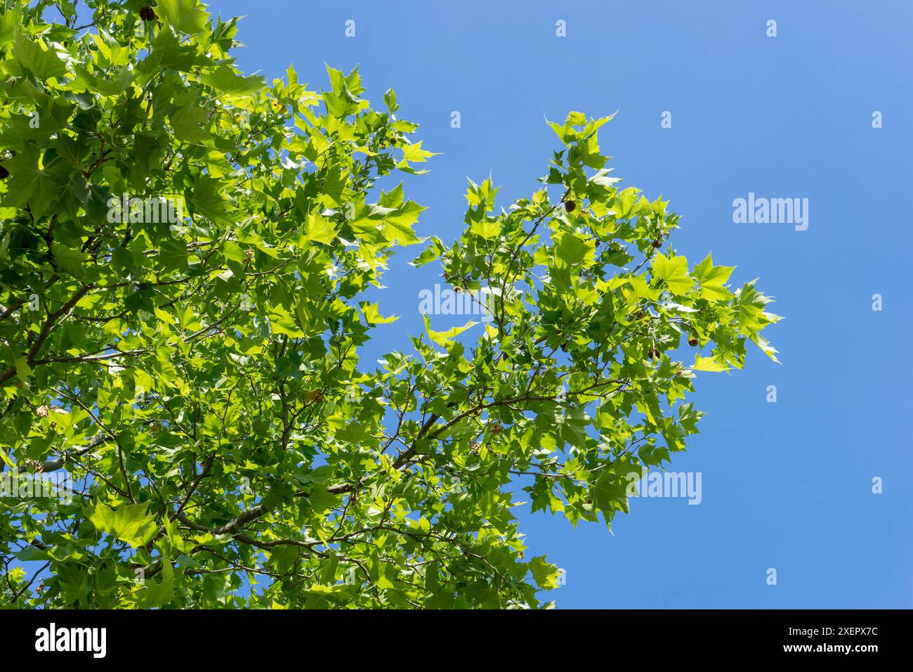 Detaillierte Aufnahme einer Ahornblättrigen Platane, Planane hispanica, vor einem blauen Himmel Stockfoto