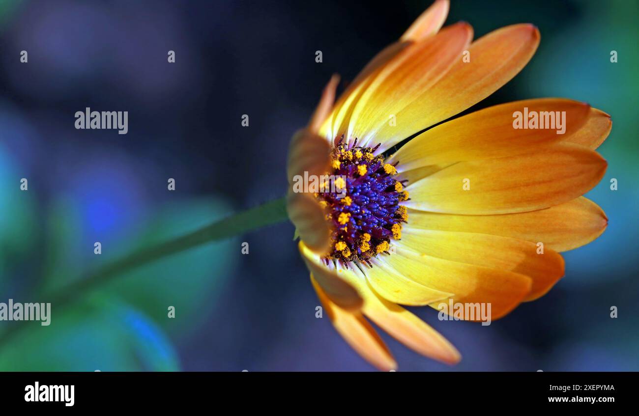 Orange African Daisy Osteospermum ecklonis Sunshine Beauty, zeigt die blauäugige Mitte der Blume. Gemäßigtes Haus Kew Gardens Makrobild Juni Stockfoto