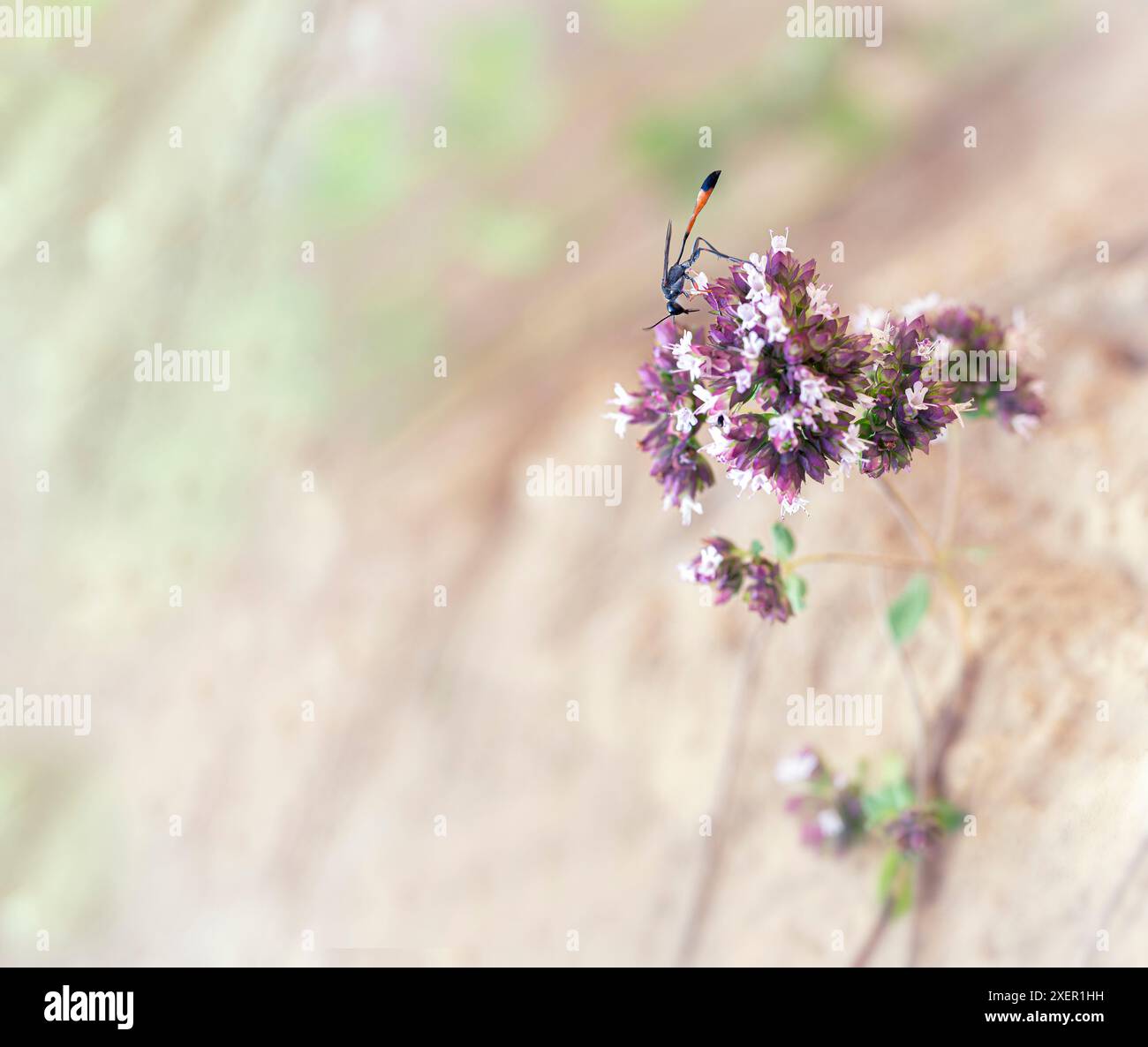 Ein kleines Insekt steht auf einer violetten Blume. Die Blume ist von anderen violetten Blüten umgeben, und das Insekt ist das einzige auf der Blume Stockfoto