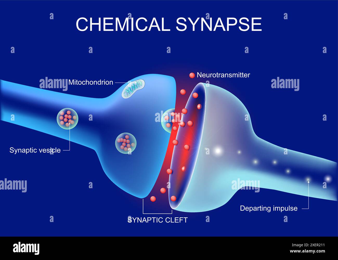 Neuronenkommunikation. Die Übertragung des Nervensignals zwischen zwei Neuronen. Nahaufnahme einer synaptischen Spalte, einer chemischen Synapse, eines synaptischen Vesikels, Neurotr Stock Vektor