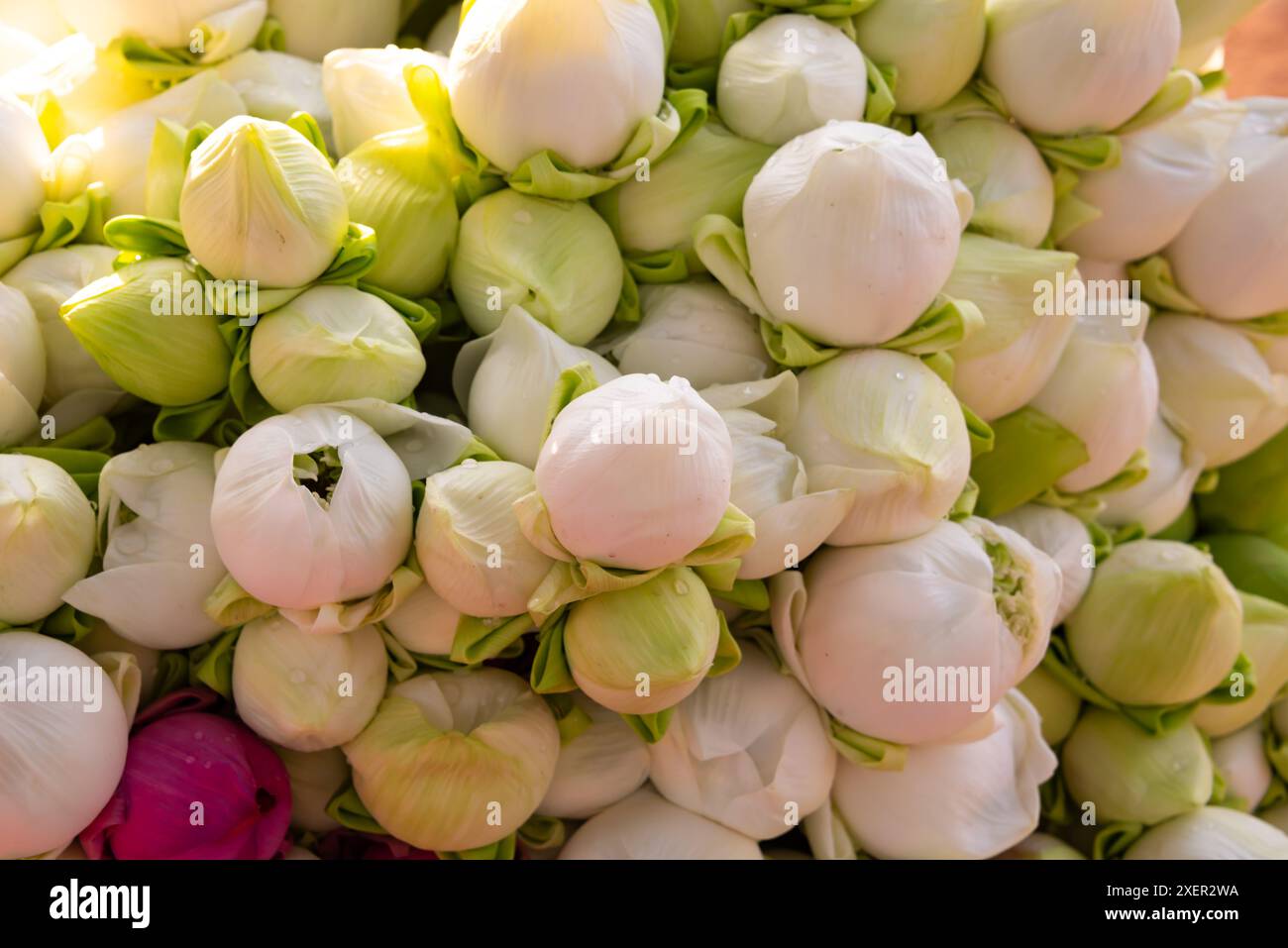 Lotus blüht auf dem Straßenmarkt in Asien Stockfoto