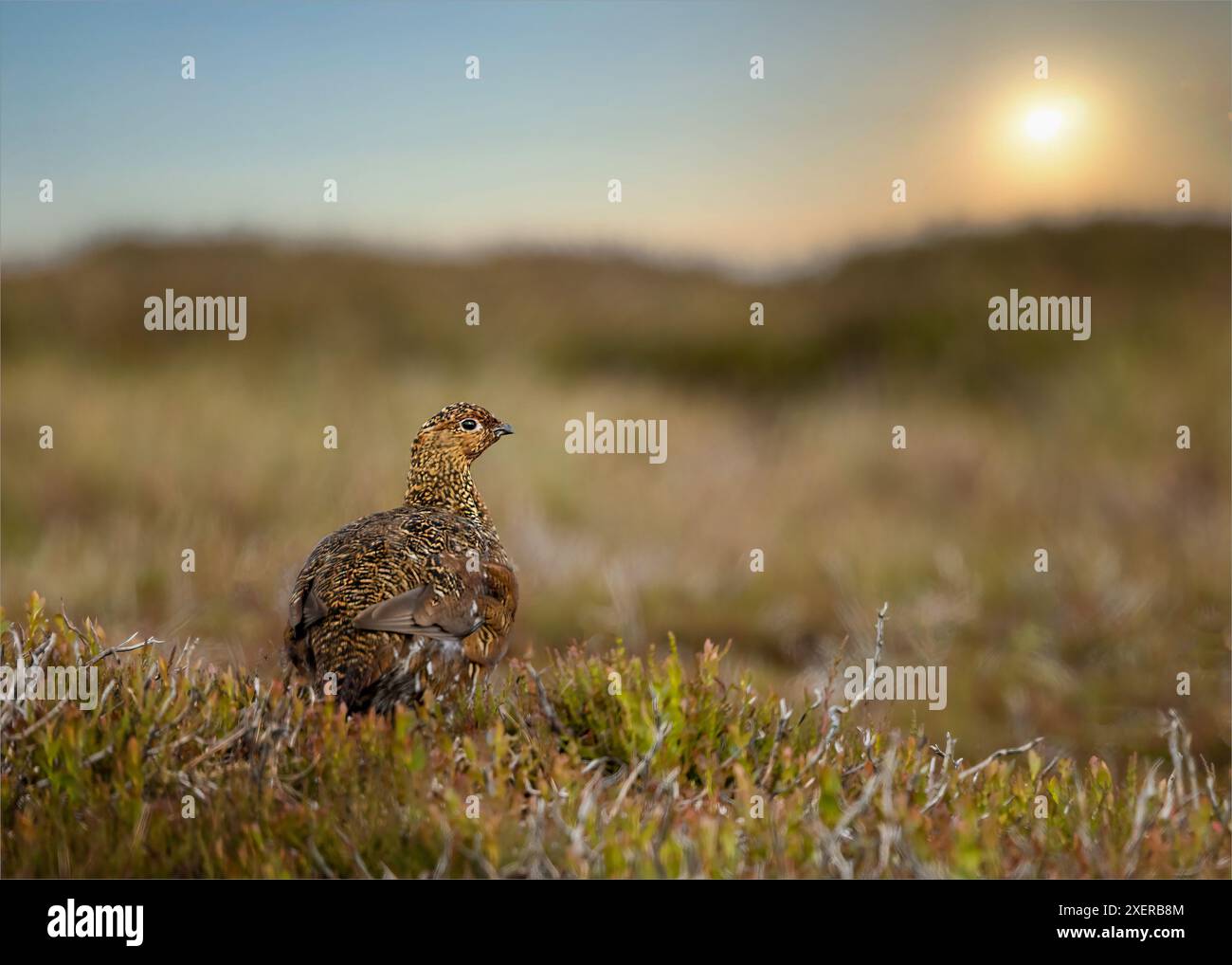 Rothühner bei Sonnenaufgang auf dem Moorland Stockfoto