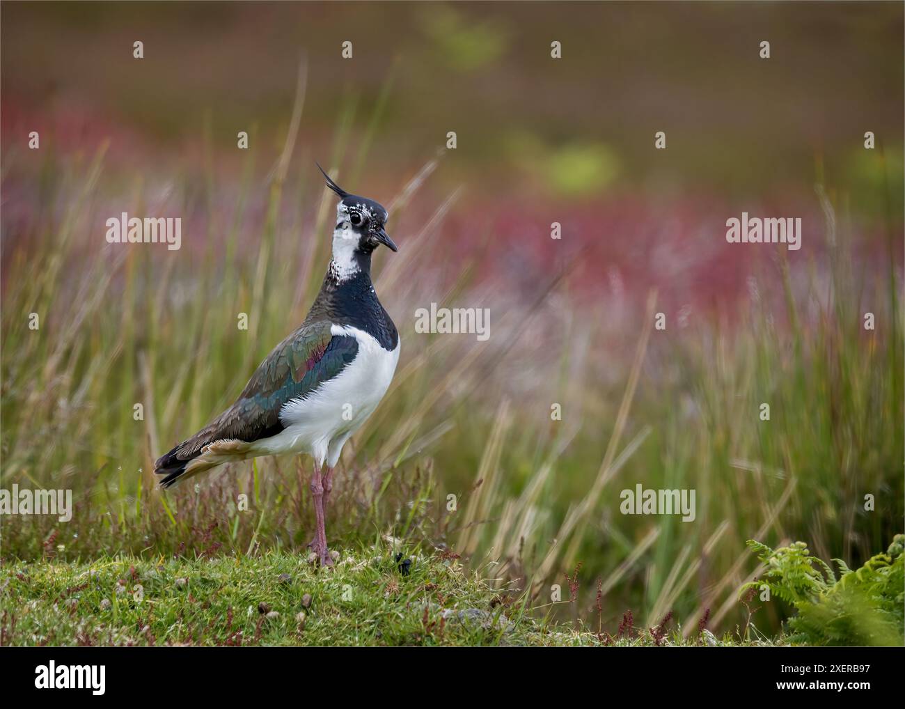 Kippen im Moorlandgras Stockfoto