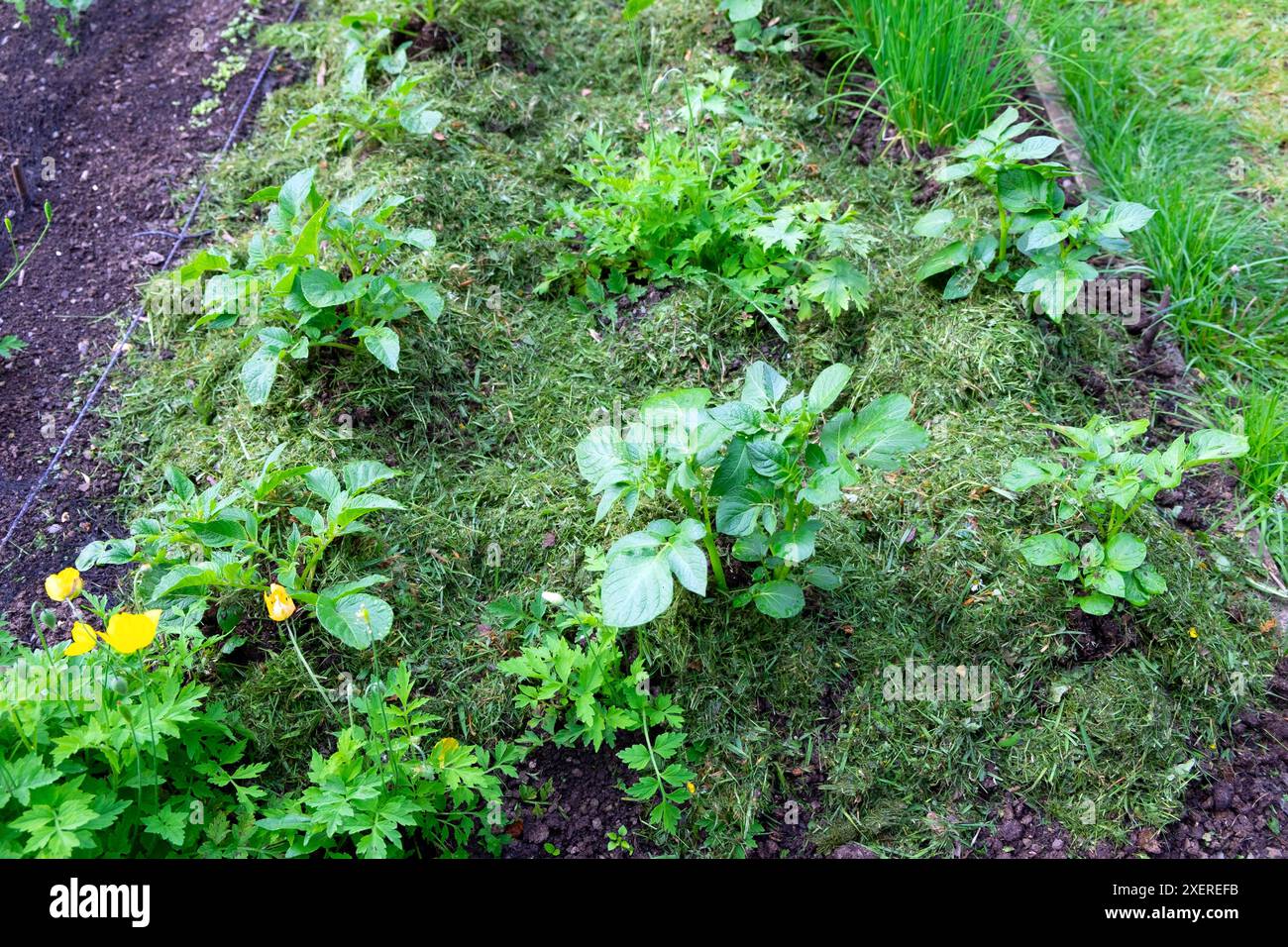 Kartoffelpflanzen, die im Juni Gemüsegarten mit Grasmähen Schnittgut wachsen, verwendet als Mulch Carmarthenshire Wales UK 2024 Großbritannien KATHY DEWITT Stockfoto