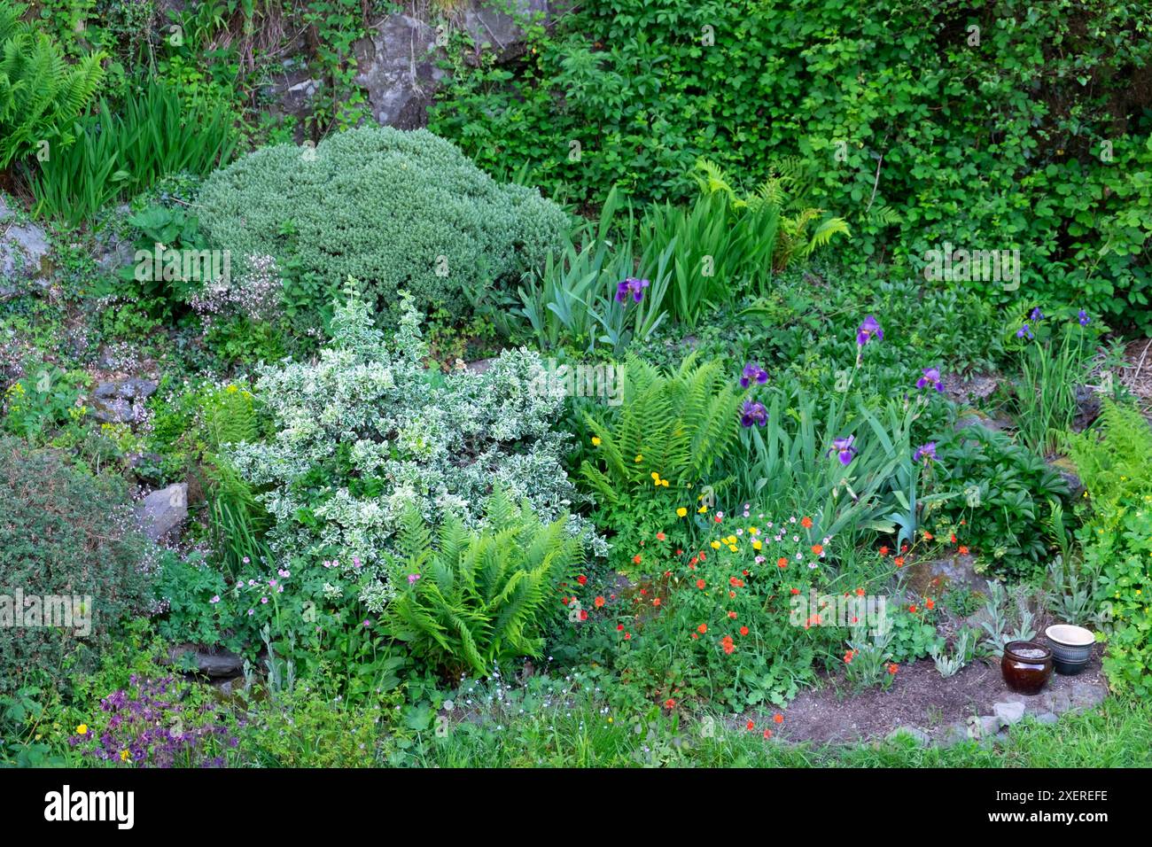 Lila Iris, rote Gums Mrs Bradshaw wächst mit Farnen und mehrjährigen Sträuchern hebe im Mai Garden Rockery Carmarthenshire Wales UK 2024 KATHY DEWITT Stockfoto