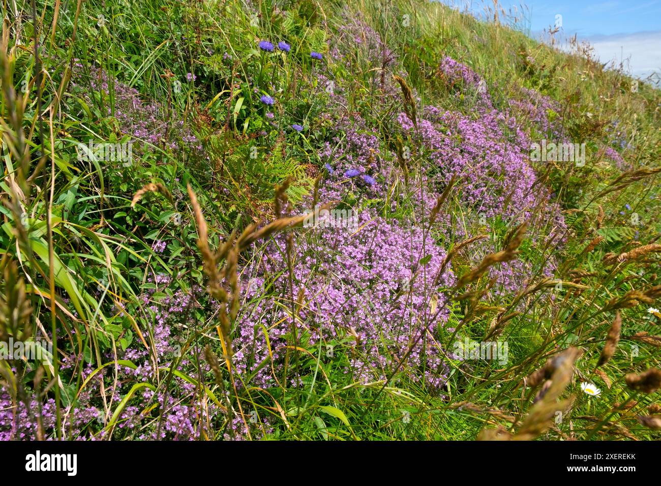 Violette Wildblumen blühen auf dem Wales Coast Path bei Marloes in Pembrokeshire West Wales UK 2024 Großbritannien KATHY DEWITT Stockfoto