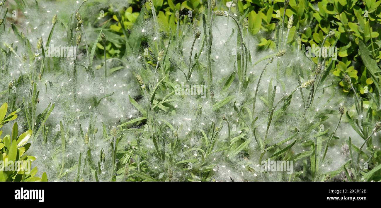 Pappelbaumsamen im grünen Gras Stockfoto
