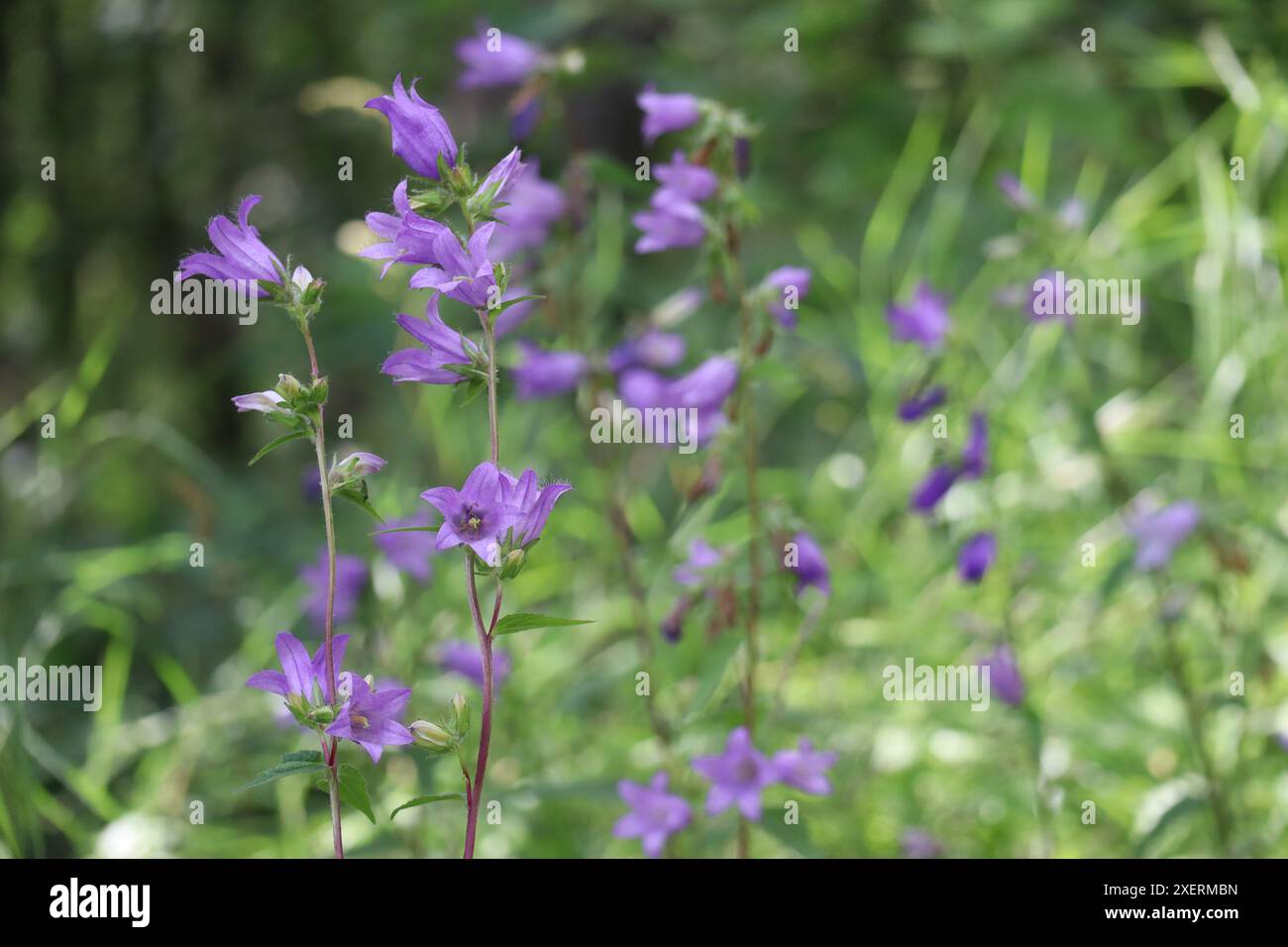 Große Campanula fühlt sich in der schimmernden Luft wirklich gut an Stockfoto