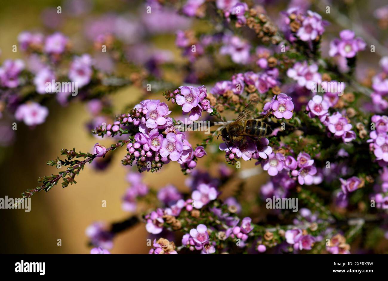 Nahaufnahme von Bienen auf kleinen rosa violetten Blüten des australischen Strauches Thryptomene denticulata, Familie Myrtaceae. Endemisch in Westaustralien Stockfoto
