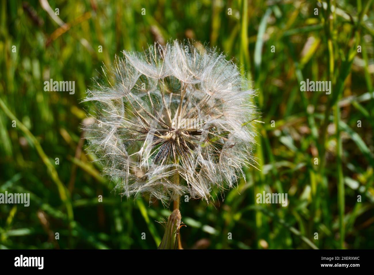 Texel Blumen Makro Stockfoto