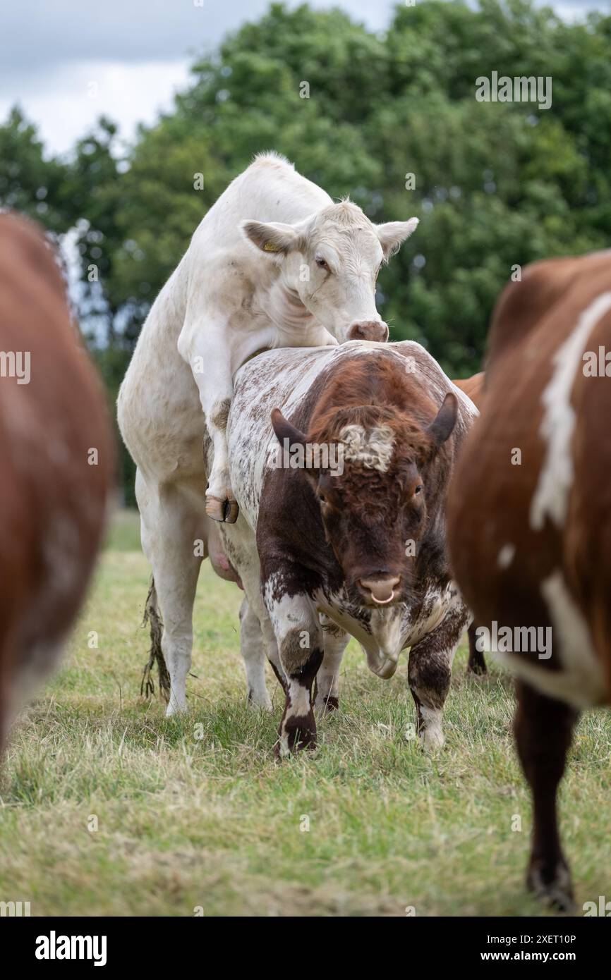 Kuh, die auf den Rücken eines Stiers springt, ein Zeichen, dass sie in der Saison ist, oder Bulling und bereit für die Paarung. Stockfoto