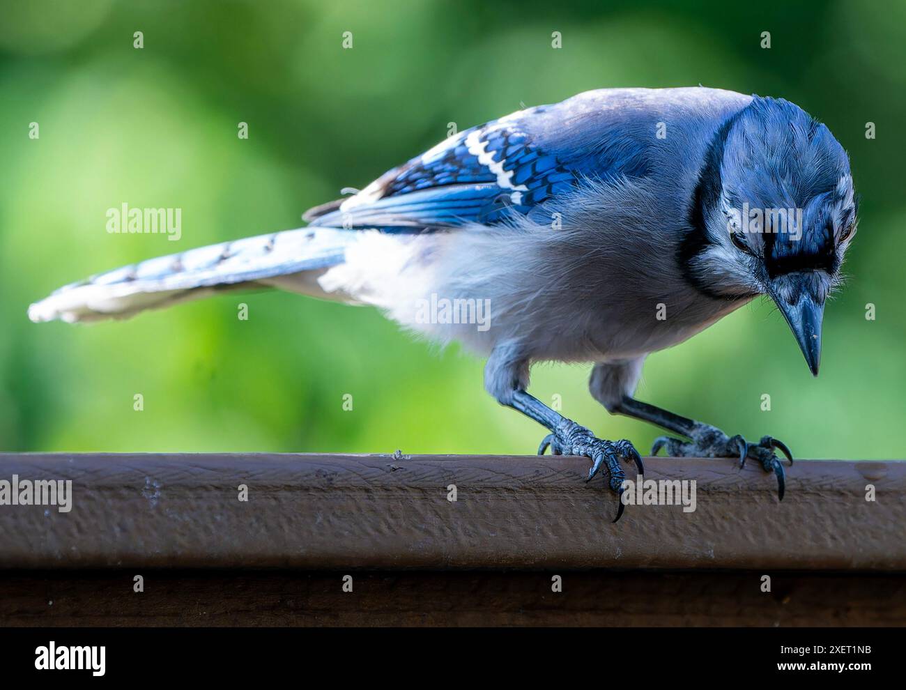 Ein Bluejay kommt an Deck an Stockfoto