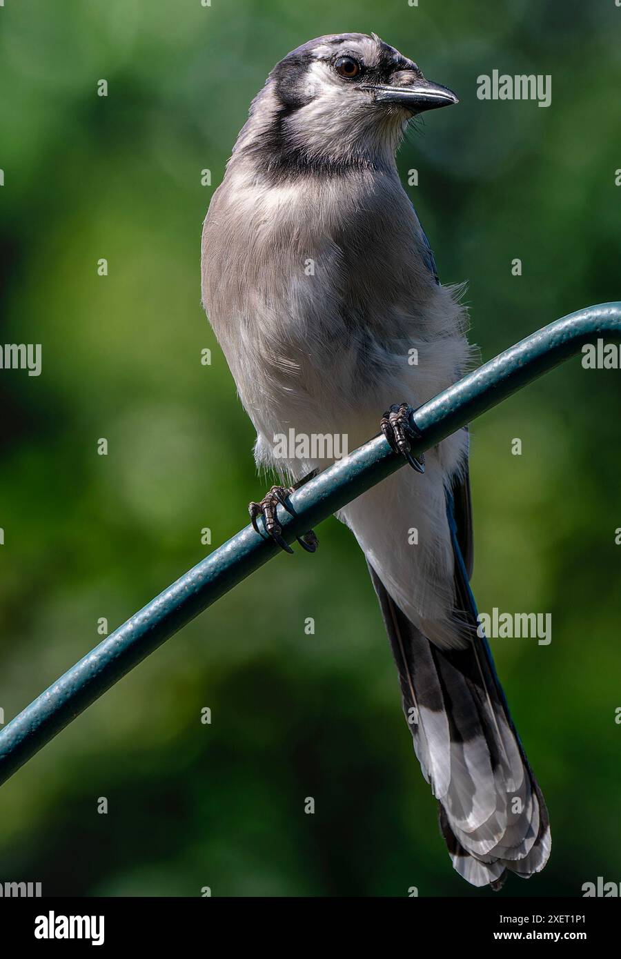 Ein Bluejay kommt an Deck an Stockfoto