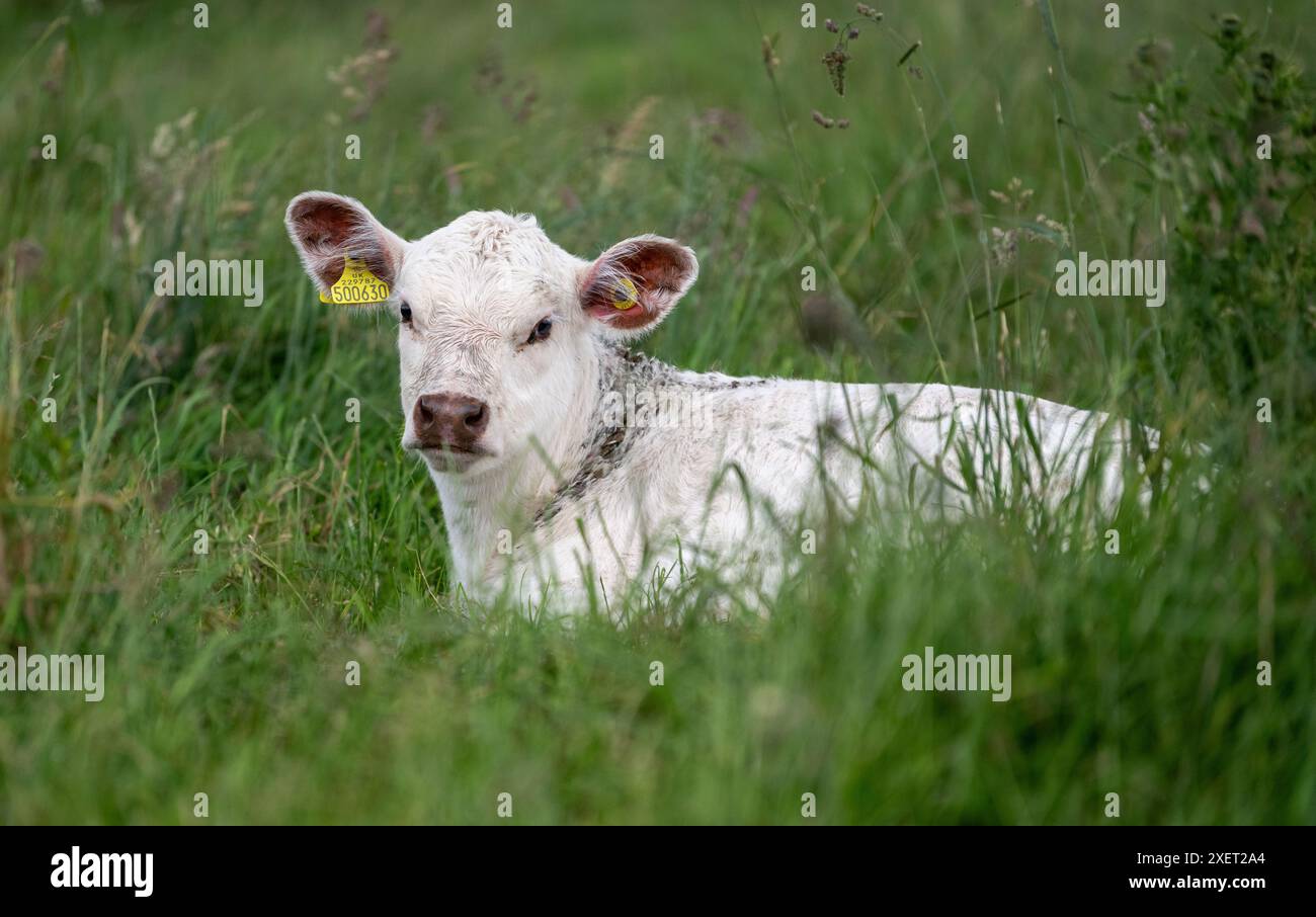 Jungrinder Kurzdornkalb lag in langem Gras auf einer flachen Weide, Großbritannien. Stockfoto