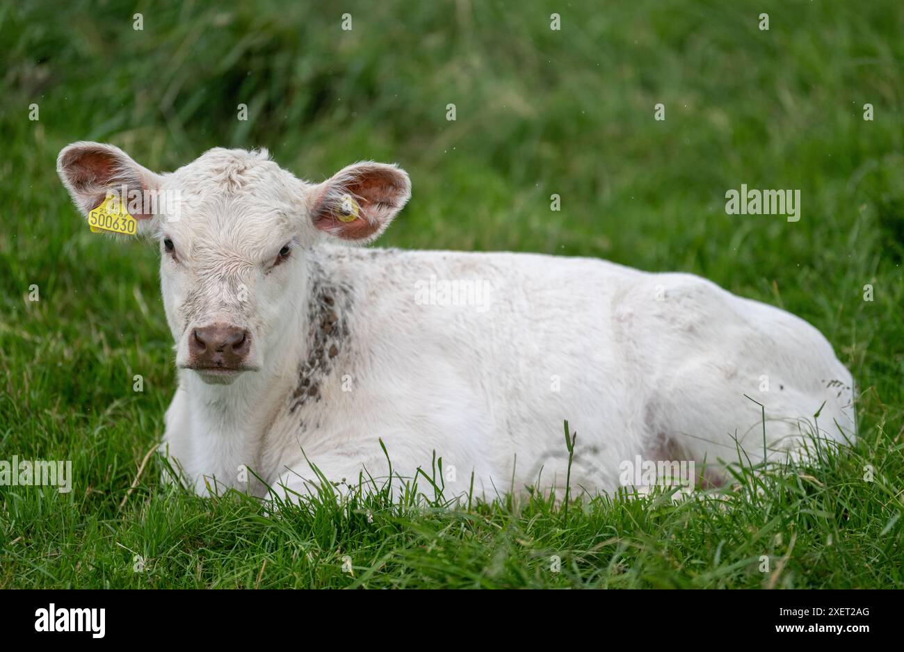 Jungrinder Kurzdornkalb lag in langem Gras auf einer flachen Weide, Großbritannien. Stockfoto