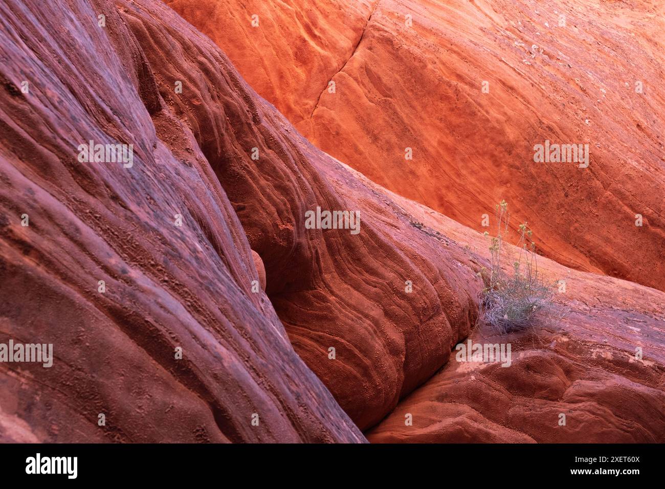 Lone Plant in Rock, Peekaboo Canyon, Utah Stockfoto
