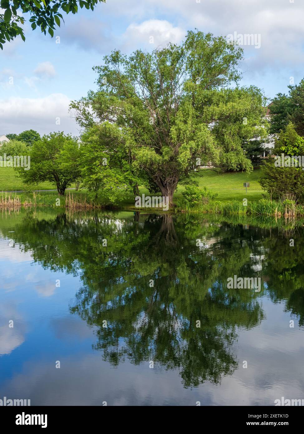 Ein majestätischer Baum mit üppigem Sommerlaub, der sich perfekt im ruhigen Teich eines ruhigen Viertels Ashburn in Virginia, USA, spiegelt. Stockfoto