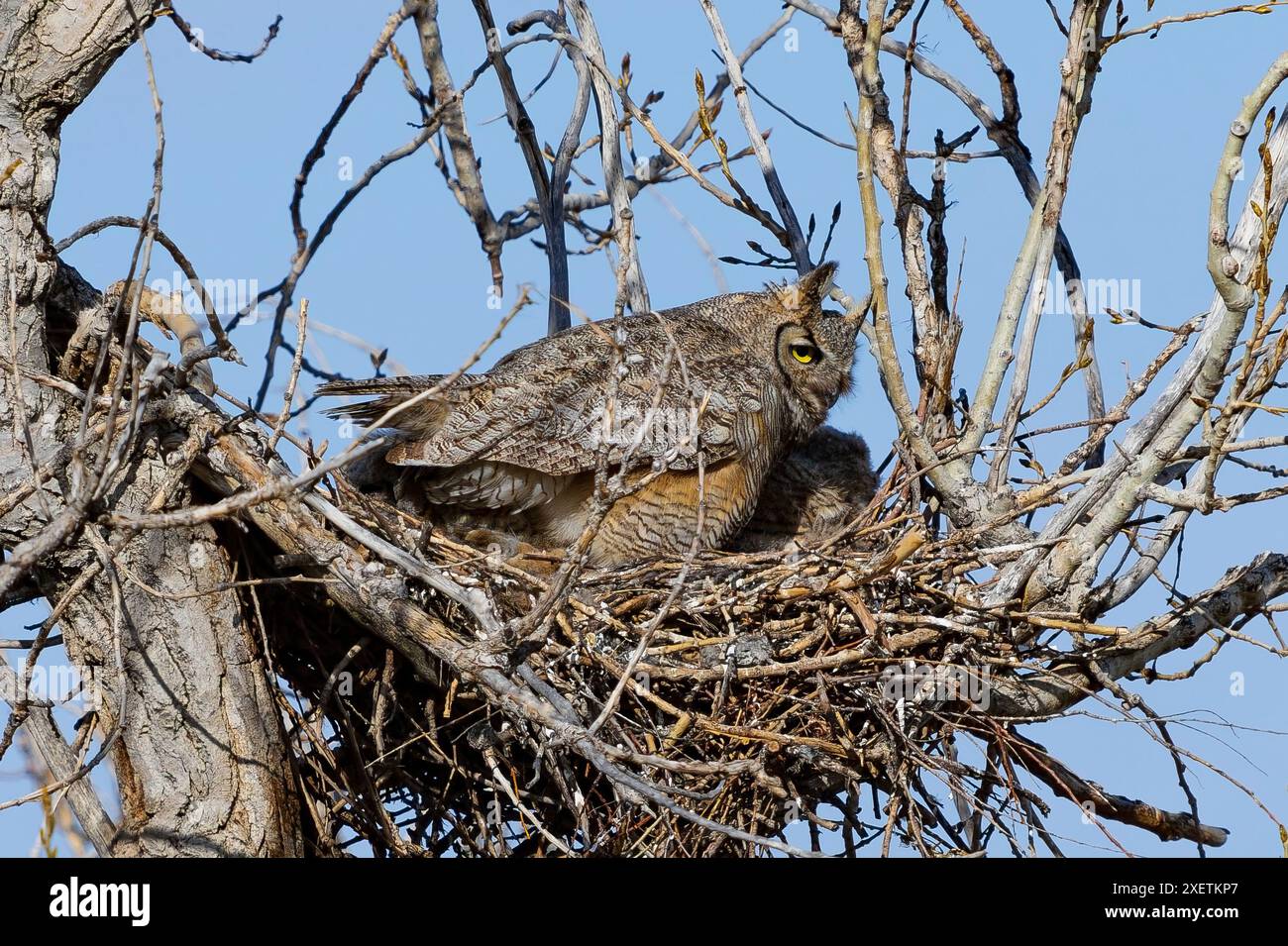 Eine große Horneule im Nest, mit schönen flauschigen Federn und auffälligen gelben Augen, die durch das Licht an einem sonnigen Frühlingstag hervorgehoben werden. Stockfoto