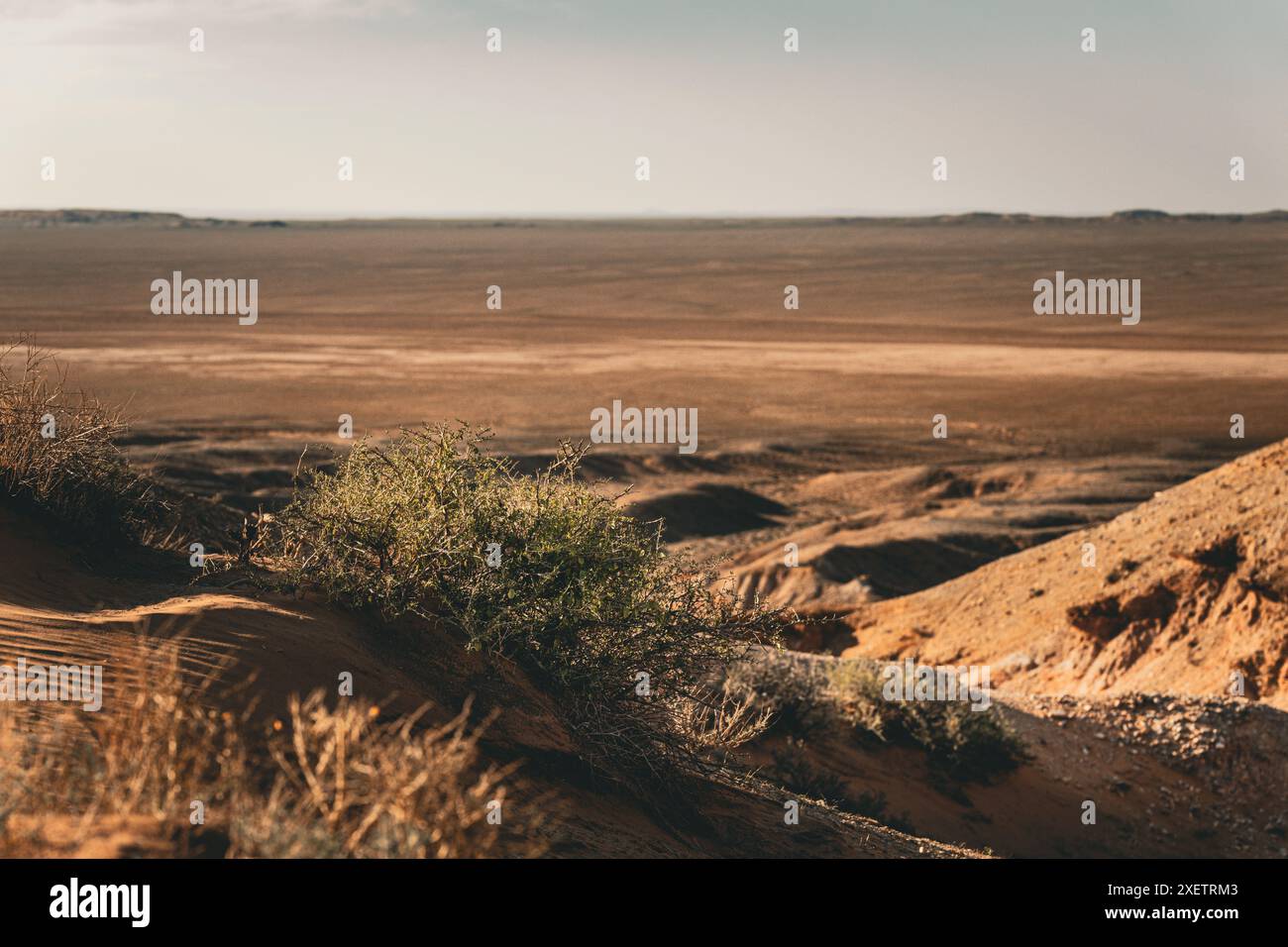 Kleiner Busch mit Blick über die Wüstenlandschaft der Mongolei. Trotz der unwirtlichen Natur dieser Landschaft gelingt es Tieren und Pflanzen, sich anzupassen Stockfoto