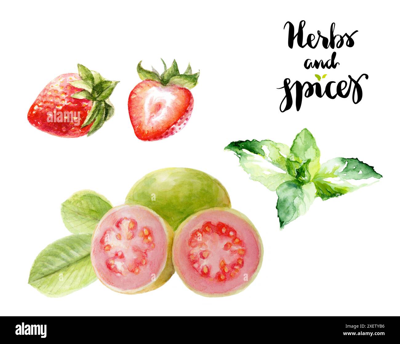 Aquarell Obst und Kräuter Illustration mit Erdbeeren, Guave und Minzblättern Stockfoto