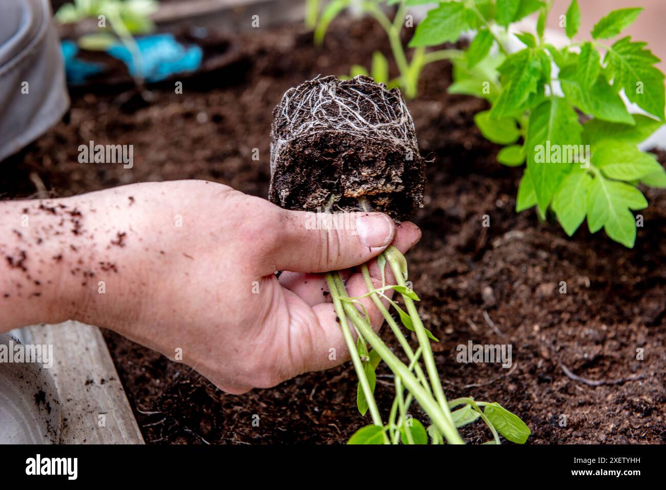 Tomaten im Frühjahr in eine Gartenkiste Pflanzen Stockfoto