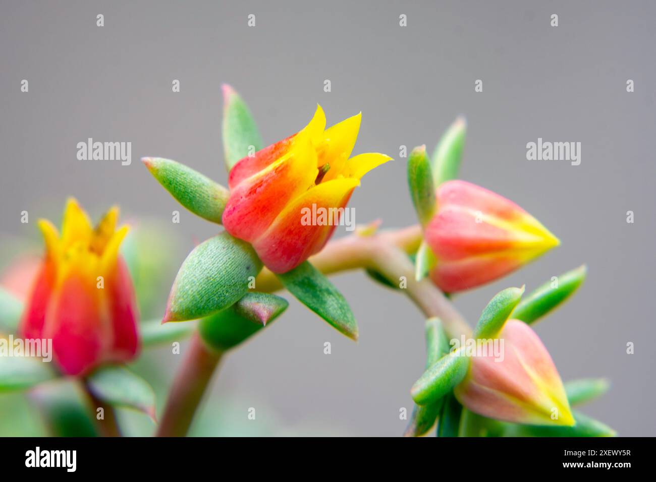 Swollen-Flower Echeveria ist ein wunderschönes saftiges Mittel, das Rosetten von 15 Blättern produziert Stockfoto