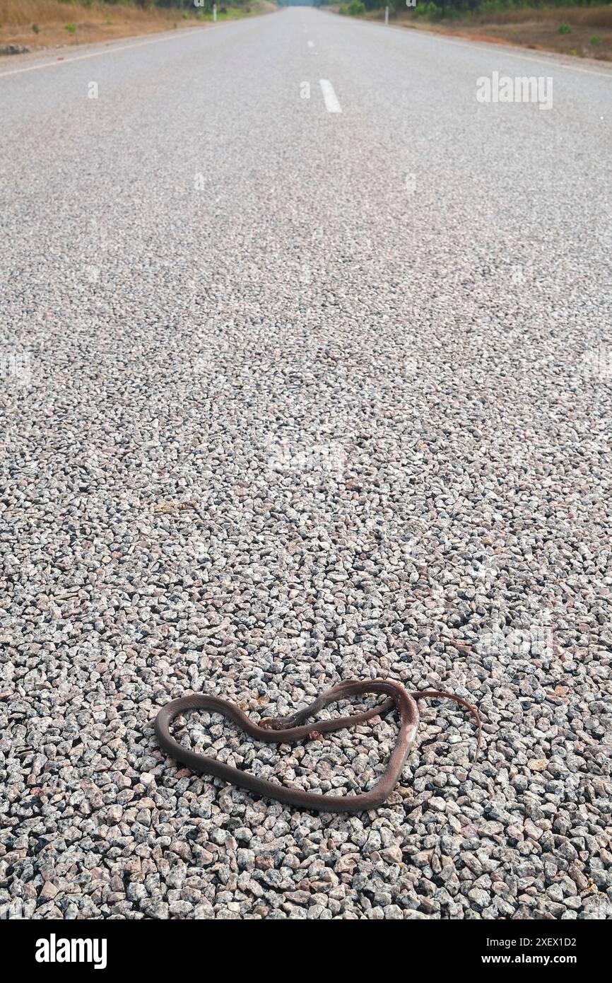 Tote schleichen sich auf einer Straße in Nordaustralien, Roadkill Stockfoto