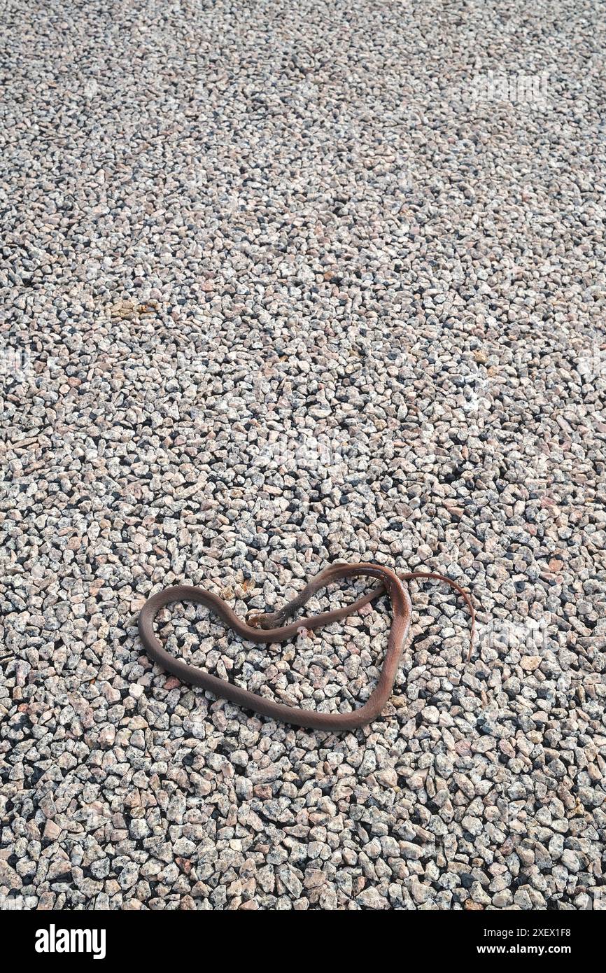Tote schleichen sich auf einer Straße in Nordaustralien, Roadkill Stockfoto