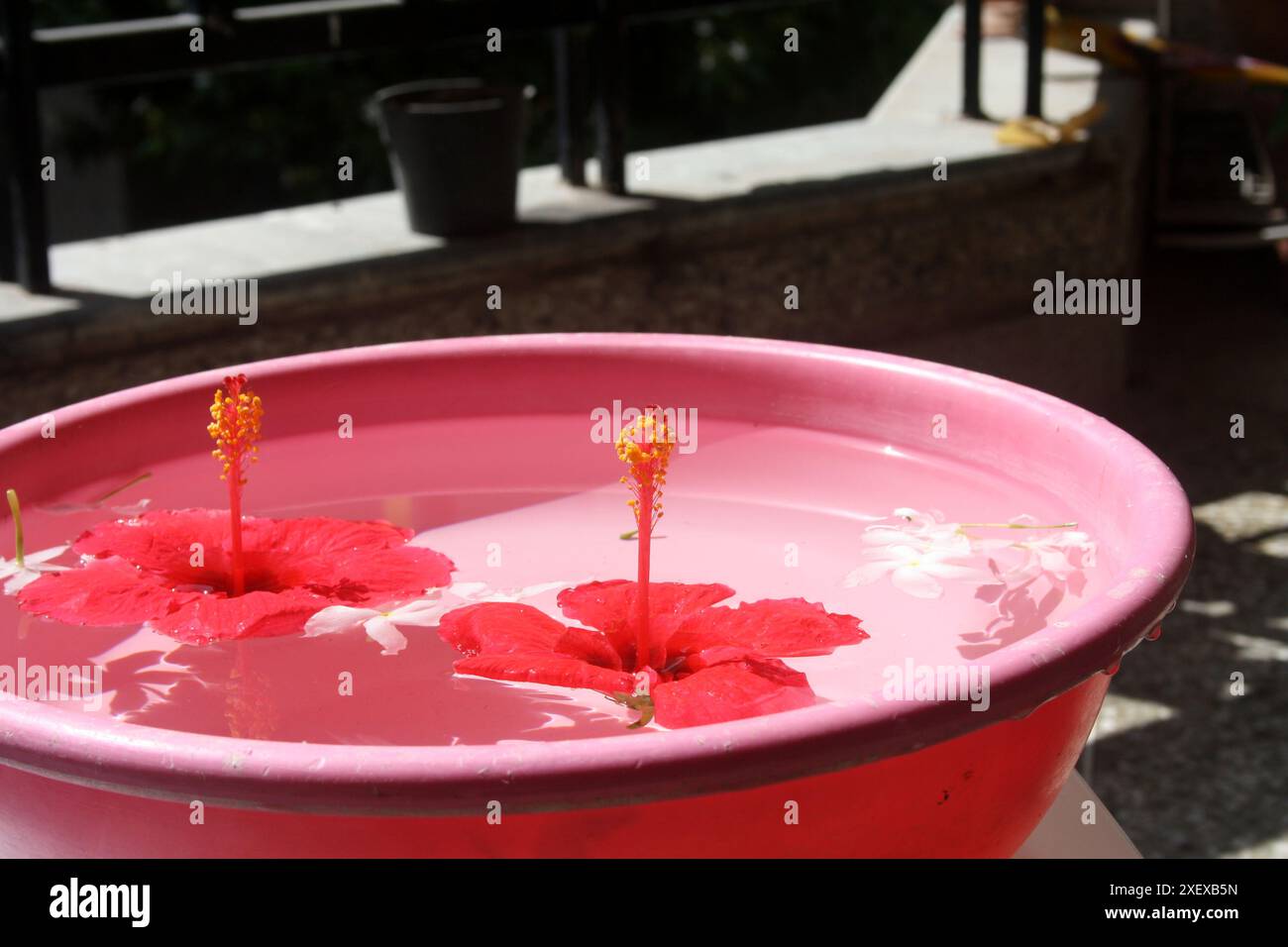 Roter Hibiskus (Hibiscus rosa-sinensis) und weißer Krabben-Jasminblüten (Tabernaemontana divaricata) in einer Wasserschale : (Bild Sanjiv Shukla) Stockfoto