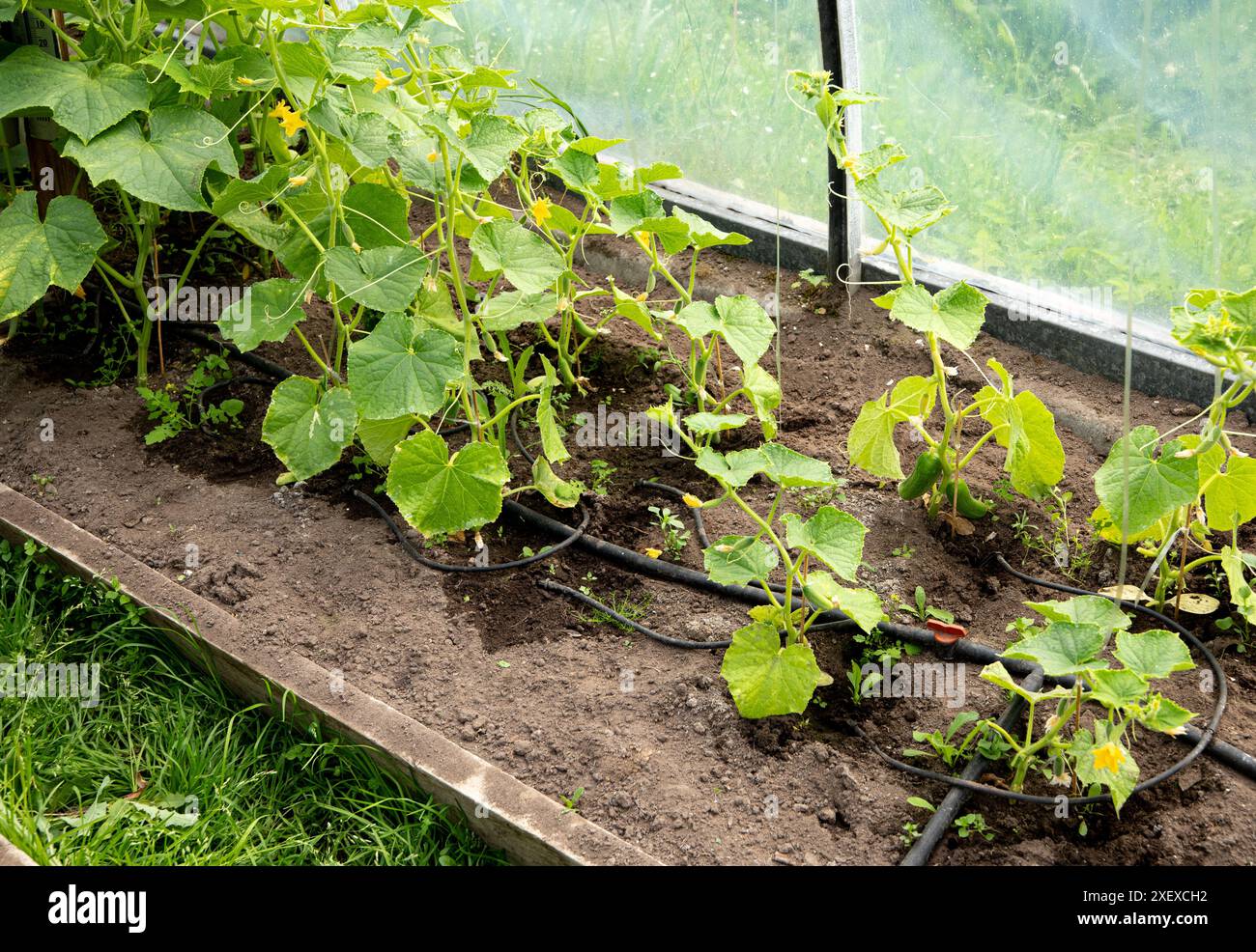 Gurkenzucht in einem Gewächshaus. Wassertropfsystem im Gemüsegarten zur Bewässerung von Gurkenpflanzen im Gewächshaus. Stockfoto