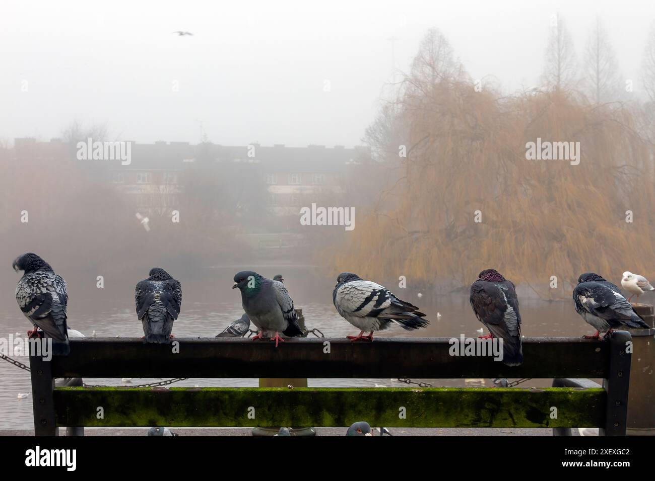 Ein nebeliger Morgen am Fluss Derwent, Derby City, England, mit ein paar Tauben, die auf einem hölzernen Ufer sitzen. Stockfoto