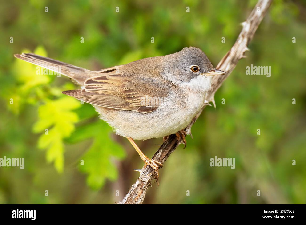 Whitethroat oder Greater Whitethroat, Curruca Communis, Riserva Naturale, Isola della Cona, Nordost-Italien Stockfoto