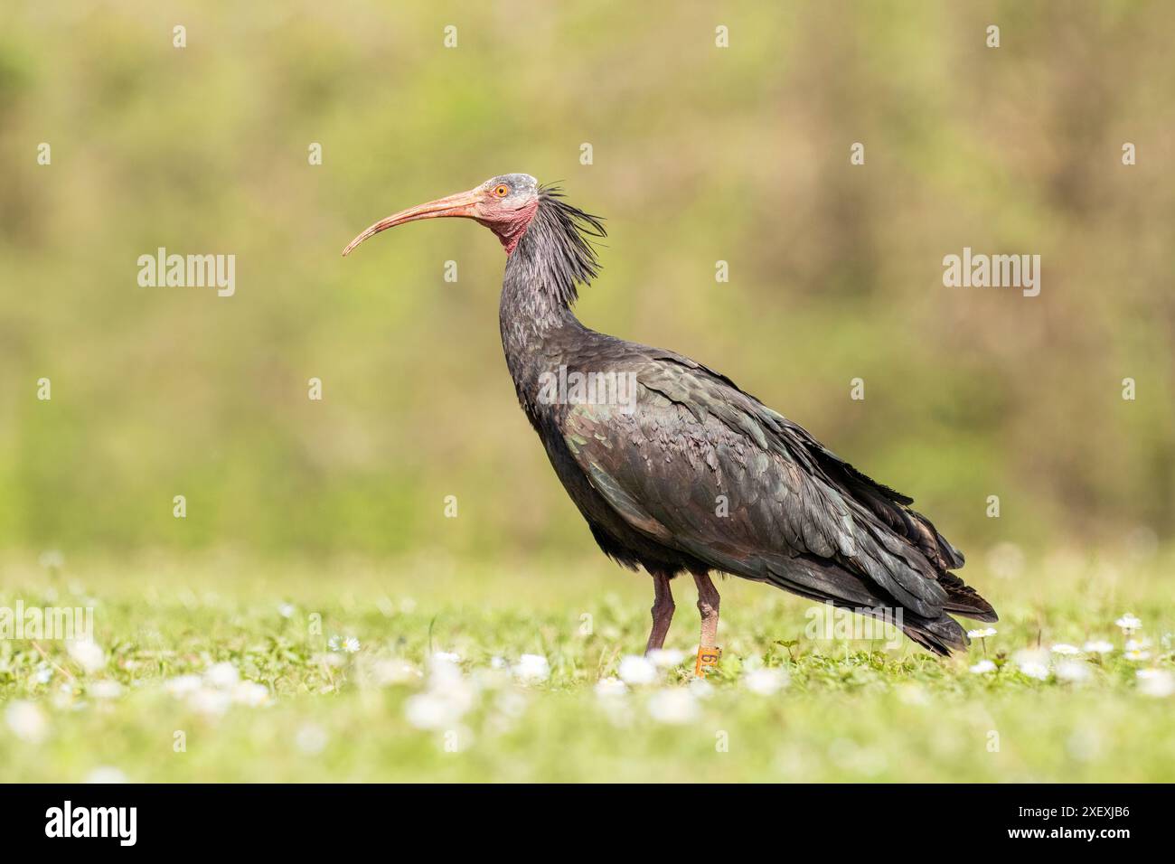 Northern bald Ibis, Geronticus Eremita, Fagagna, Oasi Naturalistica dei Quadris, Italien Stockfoto