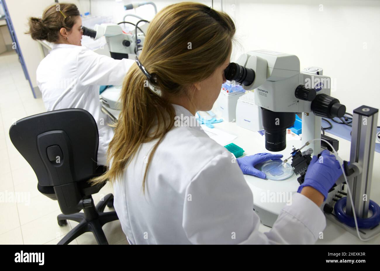 Biobide ist ein GLP-zertifiziertes Biotechnologieunternehmen, das Zebrafisch-Screening-Services für die pharmazeutische industrie anbietet Stockfoto