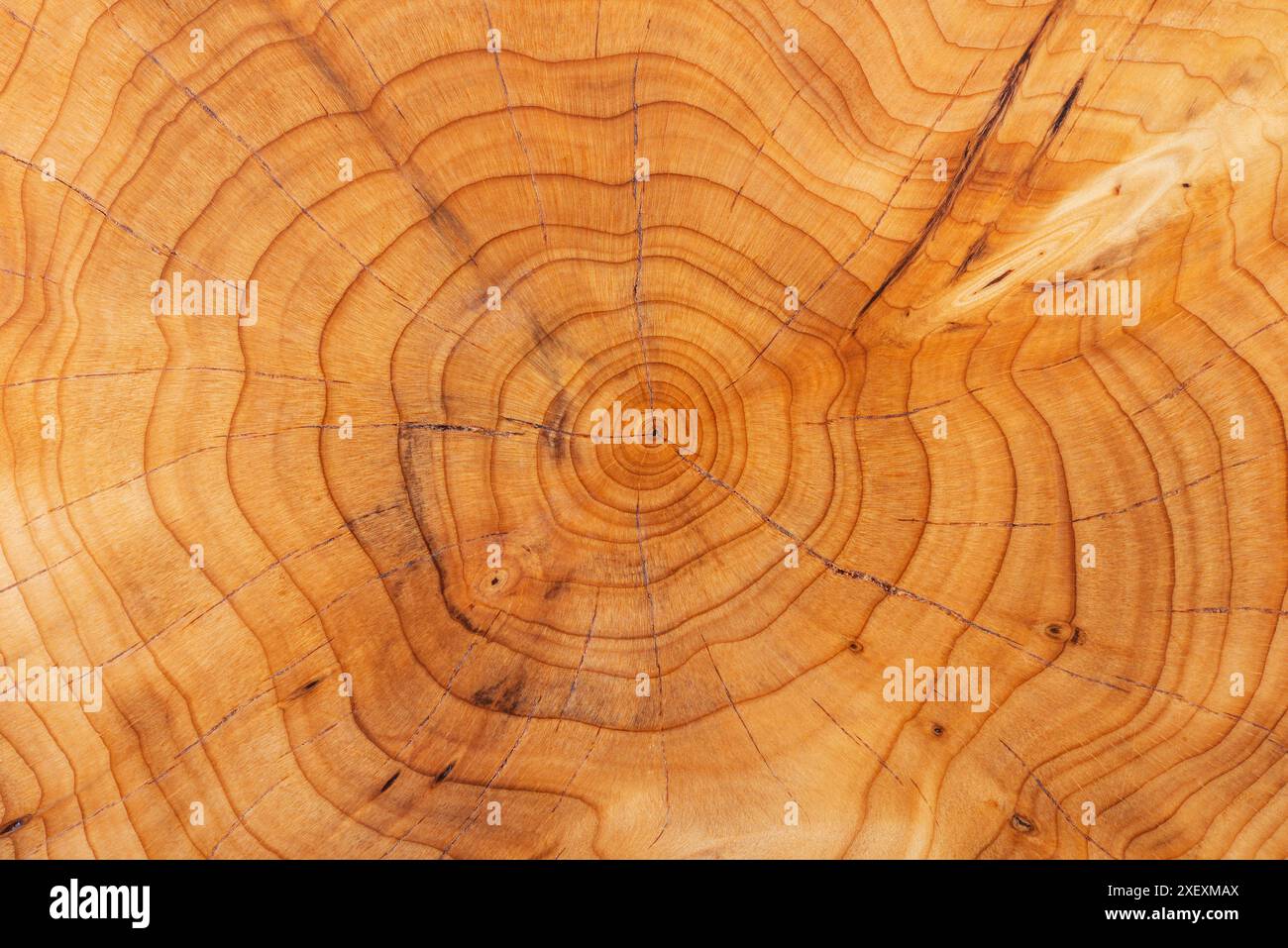 Wachstumsringe an einem Eibenstamm. Hintergrund mit natürlichem Muster Stockfoto