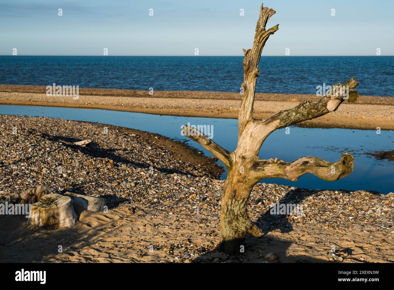 Baum am Covehithe Beach, Suffolk Stockfoto