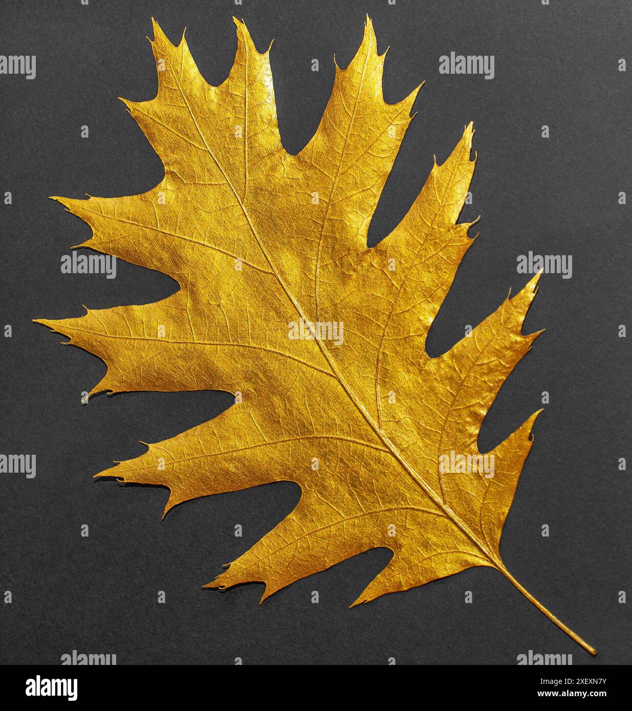 Gold gemaltes Blatt aus roter Eiche (Quercus rubra) isoliert auf schwarzem Papier Stockfoto
