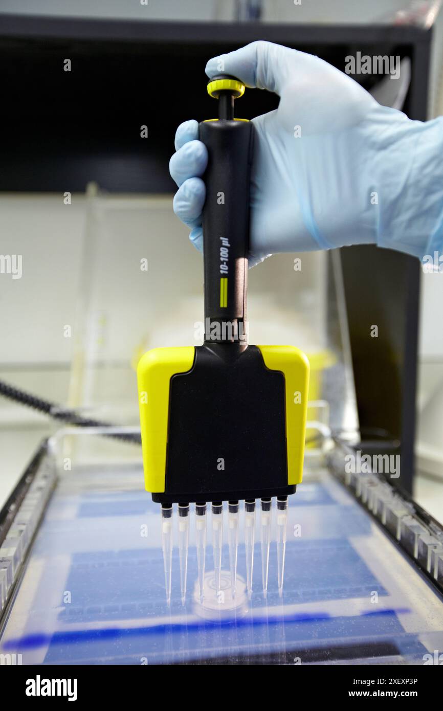 Mehrkanalpipette, Agarosegel-Elektrophorese, Neurowissenschaftliches Labor, Forschung in neuromuskulären Erkrankungen, neurodegenerativen Erkrankungen, parkinson, Demen Stockfoto