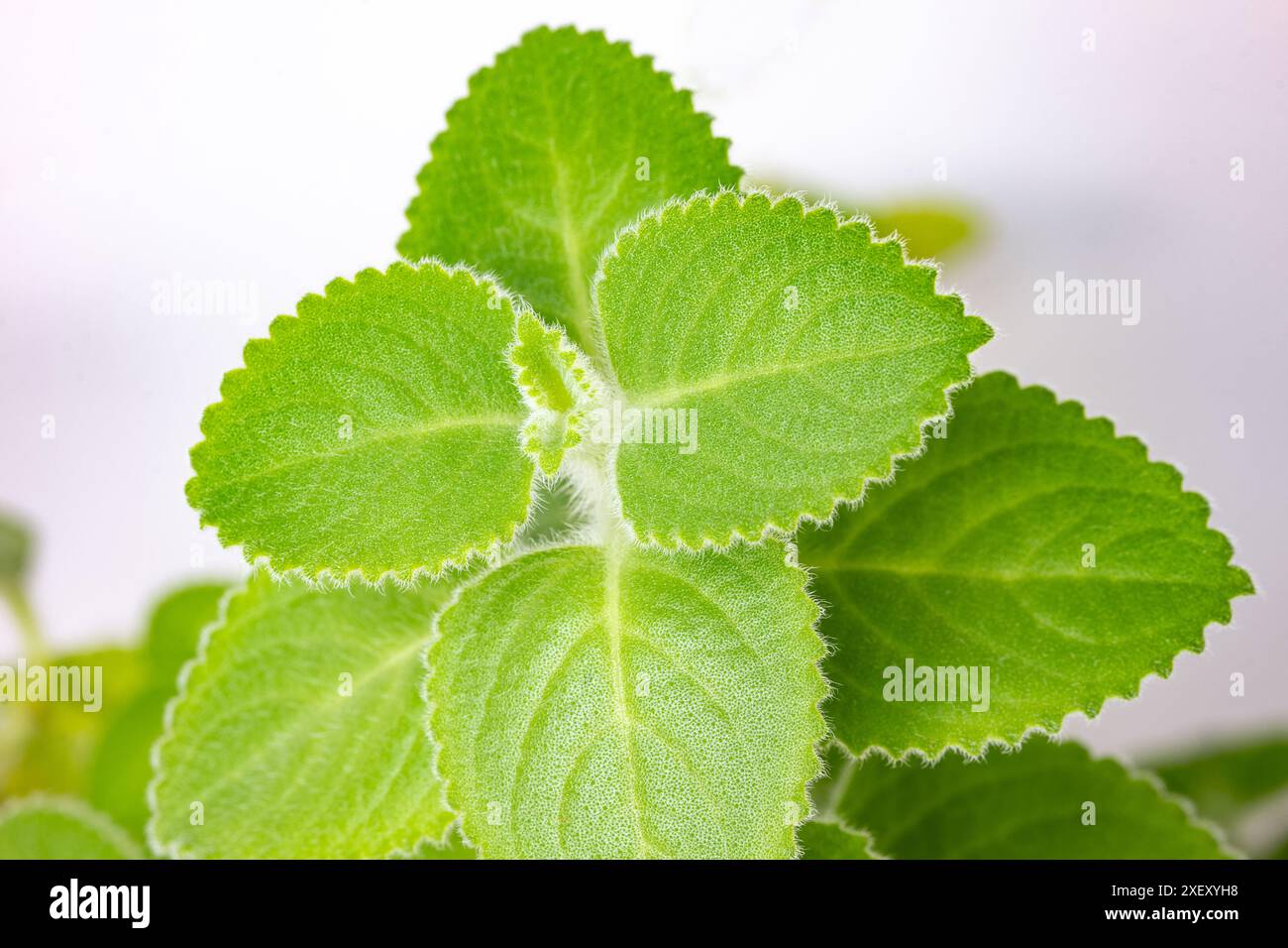 Detail der halbsaftigen Staudenpflanze Coleus (Plectranthus Amboinicus), die gegen Erkältung und andere Krankheiten eingesetzt wird Stockfoto
