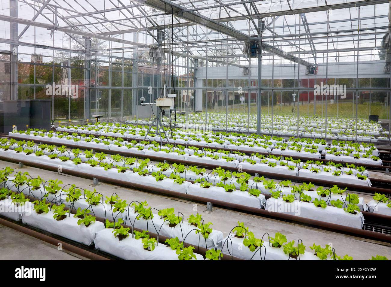 Forschung im Salatanbau, Gewächshaus, Institut für landwirtschaftliche Forschung und Entwicklung und die natürliche Umwelt, Baskenland, Spanien, E Stockfoto