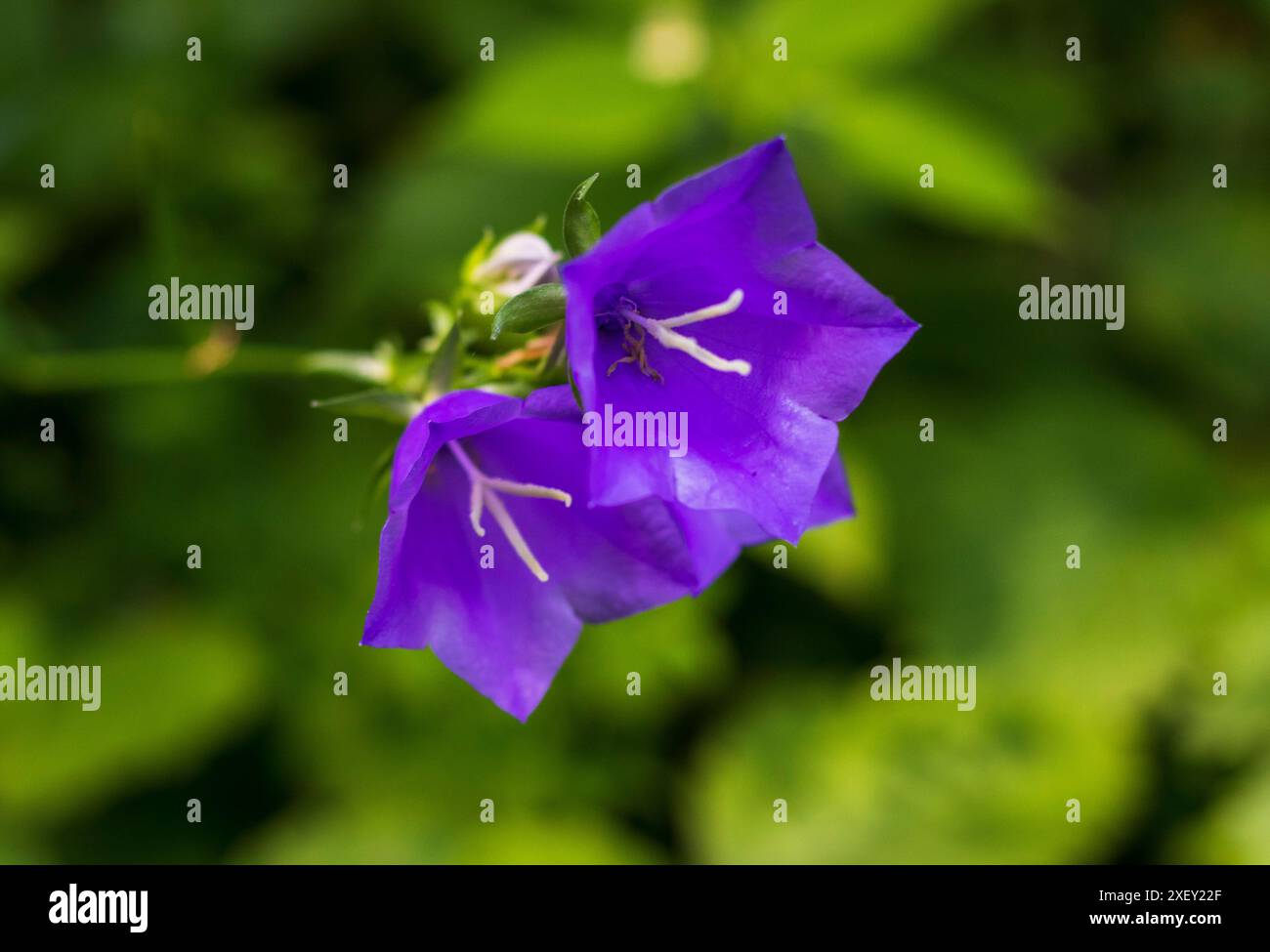 Schuss der Glockenblumen im Wald. Stockfoto