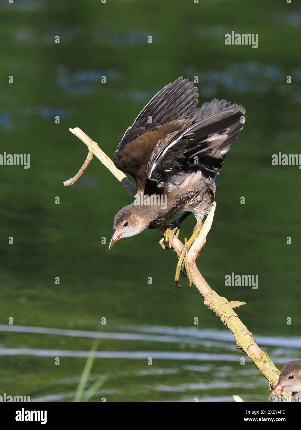 Moorhennen sind allesfressende Tiere, einschließlich Fischpellets. Stockfoto