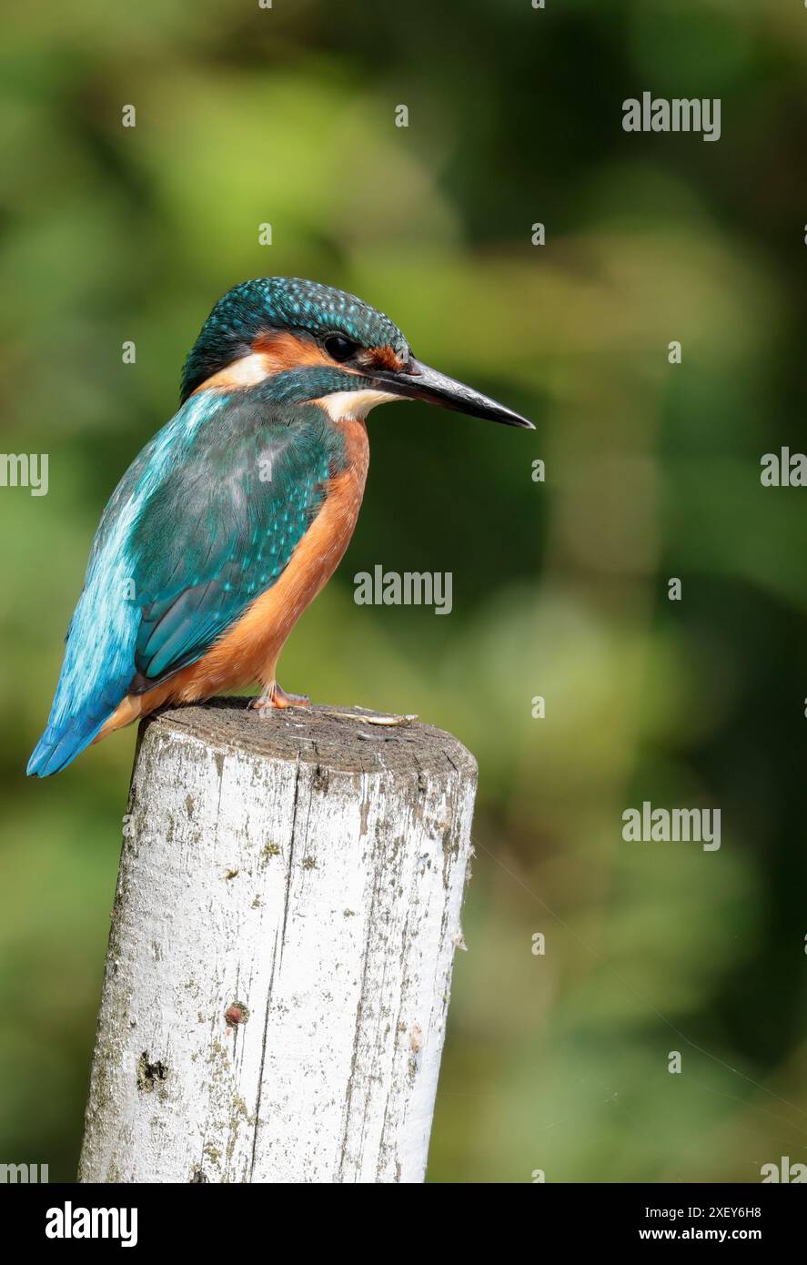 Kingfisher Alcedo atthis, männlicher großer schwarzer Schnabel, elektrisch blauer Rücken, blaue Flügel und Kopf orange Unterseite und Wangen, weißer Hals und Seiten des Halses Stockfoto