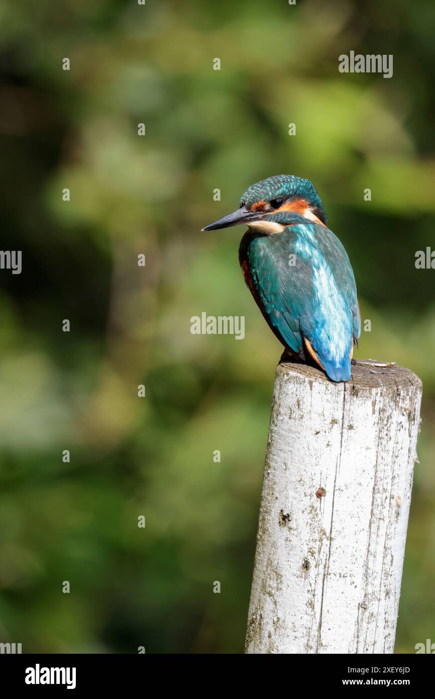 Kingfisher Alcedo atthis, männlicher großer schwarzer Schnabel, elektrisch blauer Rücken, blaue Flügel und Kopf orange Unterseite und Wangen, weißer Hals und Seiten des Halses Stockfoto