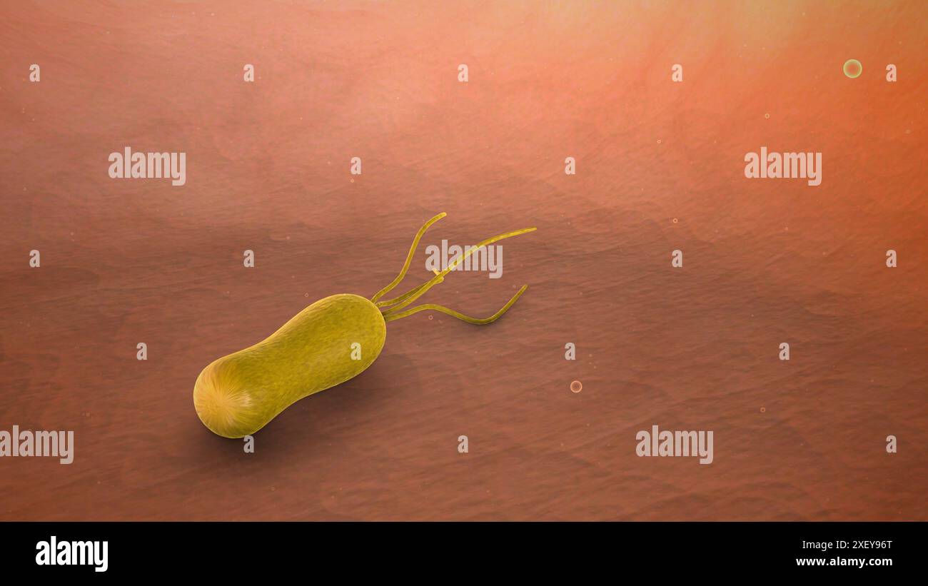 Helicobacter pylori-Bakterien im Magen Stockfoto
