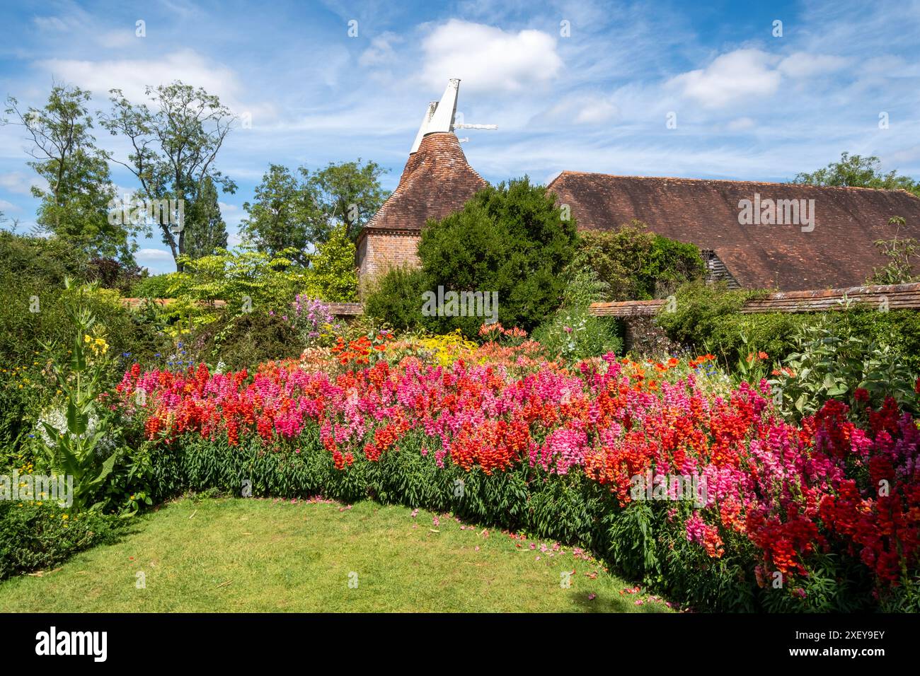 Antirhinen in Great Dixter, East Sussex, Großbritannien Stockfoto