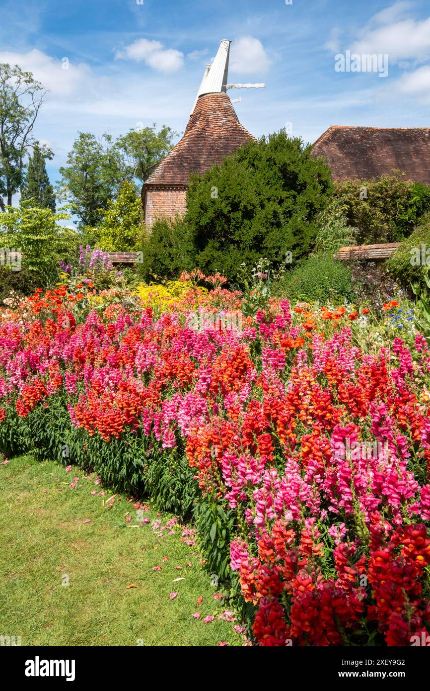 Antirhinen in Great Dixter, East Sussex, Großbritannien Stockfoto